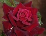  Realistic Red Rose